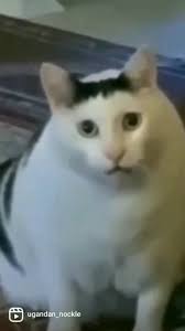 foka0i7a12psflt1xj5ilapz
