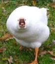 mqw8sgpwgck15hloq7qjrhn3