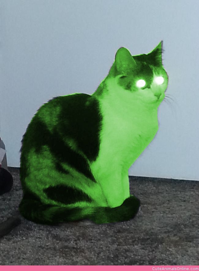 mr7z0wpgnlz0qg6c66ff35jo