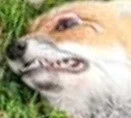 rz7rglv09xtoo9csjqyhrrbx