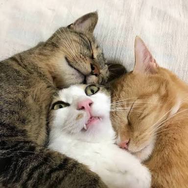 xmo83kihhwwiqv9io6l7h6tq