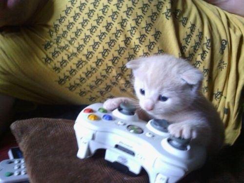 yoh3thinpaw9fiiis6p6kbd9