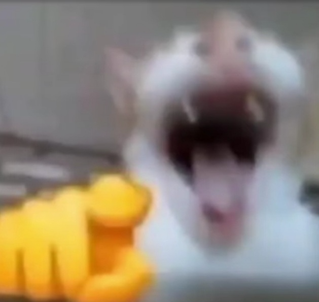 zqjl19b03tw965k1uazmvaux